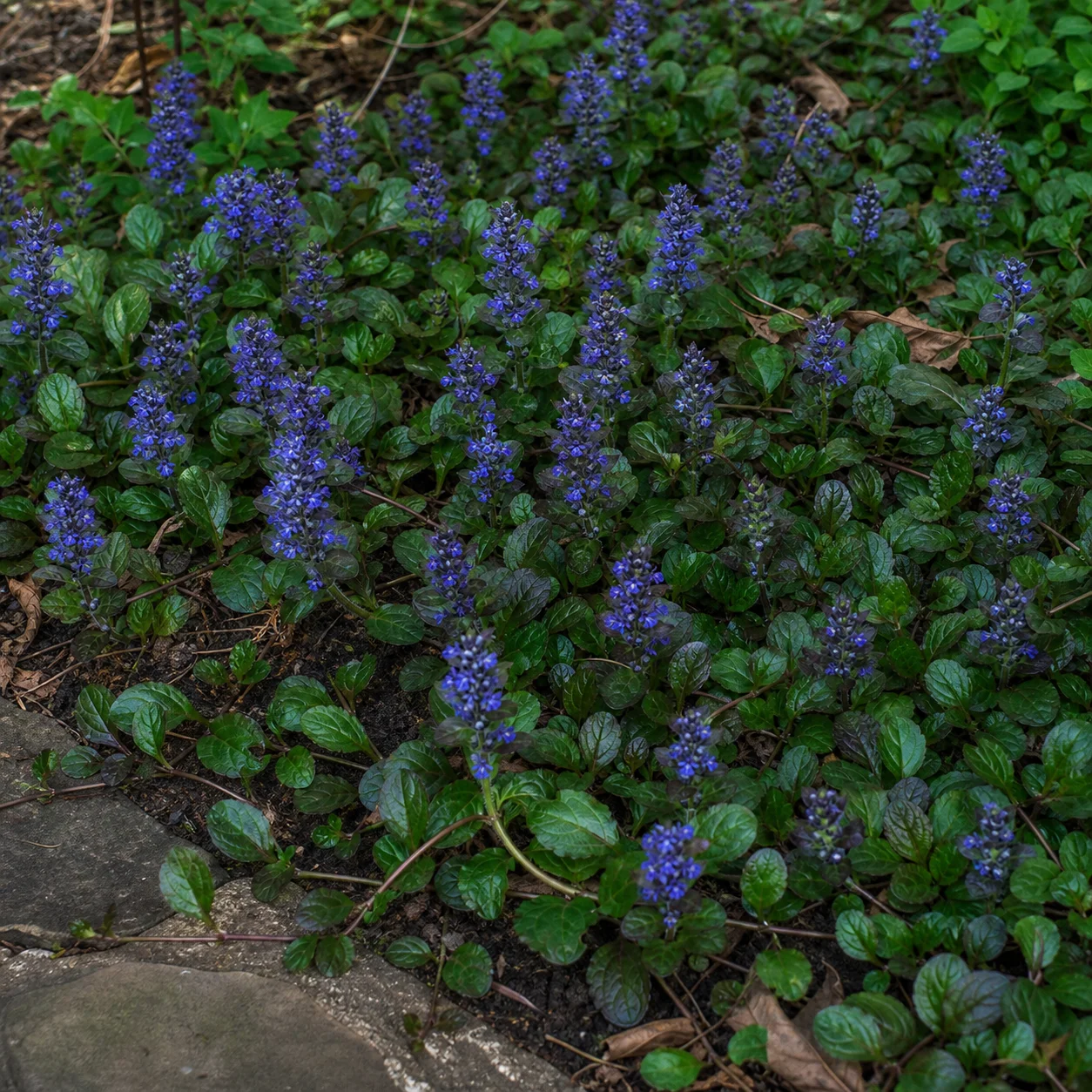 Живучка ползучая (Ajuga reptans)